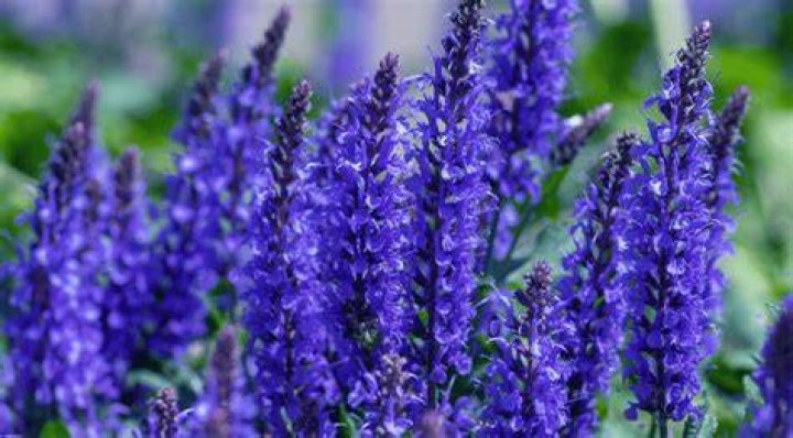 Unveil The Mystique Of Mystic Blue Salvias: Discoveries And Insights